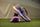 Nike Vapor Drive 2 Hockey Shoe Purple Smoke/Total Orange/Vivid Purple | ONE Sports Warehouse