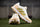 Adidas Fabela Zone Champagne Hockey Shoes 25/26 | ONE Sports Warehouse