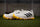 Adidas Fabela Zone 2.1 Hockey Shoes Ivory | ONE Sports Warehouse