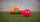 Mercian Soft Emoji Ball Pink Grumpy | ONE Sports Warehouse